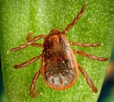 Dog Tick